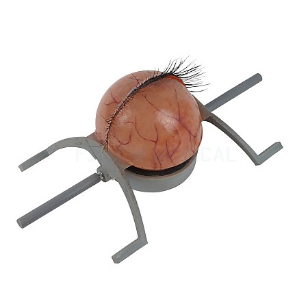 Eyelid Model